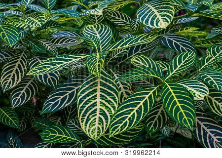 Closeup Of The Leaves Of A Zebra Plant, Sanchezia Species, Natural Background Of Green With Yellow L