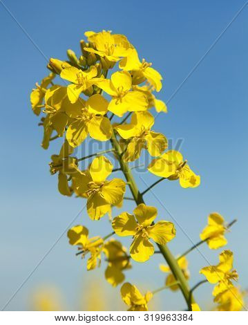 Detail Of Flowering Rapeseed Canola Or Colza Field In Latin Brassica Napus, Plant For Green Energy A