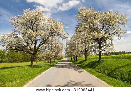 Road And Alley Of Flowering Cherry Trees In Latin Prunus Cerasus With Beautiful Sky. White Colored F