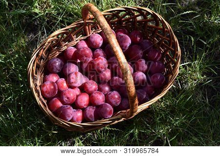Closeup Picture Of Wickerwork Handbasket Full Of Fresh Juicy Riped Blue Plums From Organic Farming J