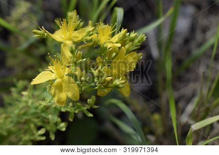 Hypericum, Tutsan, St. John Worth On A Green Background Closeup. Bright Beautiful Yellow Flower In T