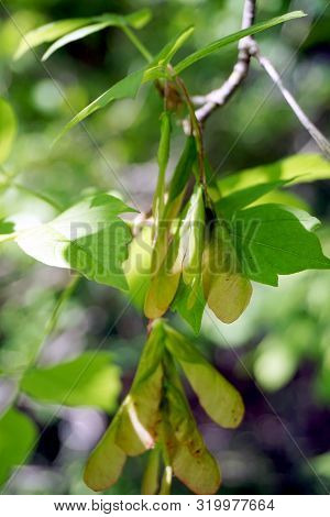 Paired Samaras Appear On Boxelder Trees (acer Negundo) In Harbor Springs, Michigan, During June.