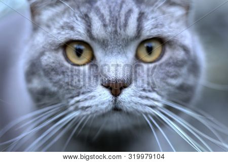 Funny Portrait Of Gray Shorthair British Cat With Orange Eyes And Increadible White Whiskers. Close 