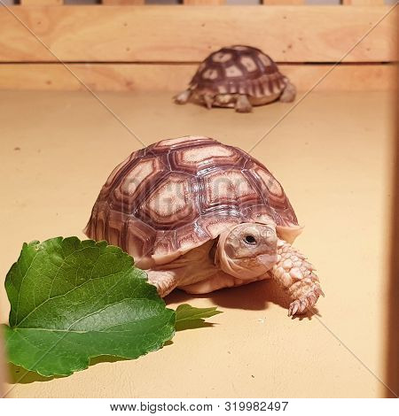 Little Turtle Reptile, Close Up Baby Tortoise Hatching (african Spurred Tortoise), Birth Of New Life