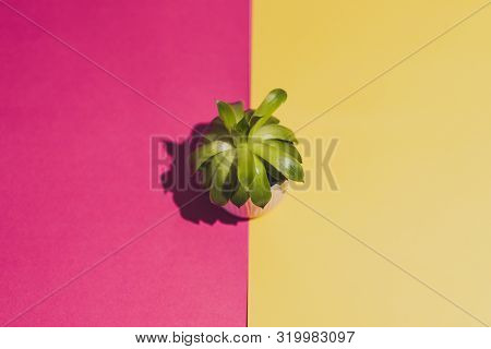 Tiny Succulent Plant On Contrasting Magenta And Yellow Background, Flatlay Topdown Background