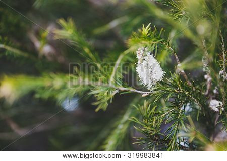 Native Australian Melaleuca Plant With White Flowers Shot At Shallow Depth Of Field