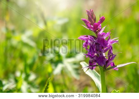 Purple Flower With A Lot Of Flowers On A Stem In The Sunlight. Orchis Mascula, The Early-purple Orch