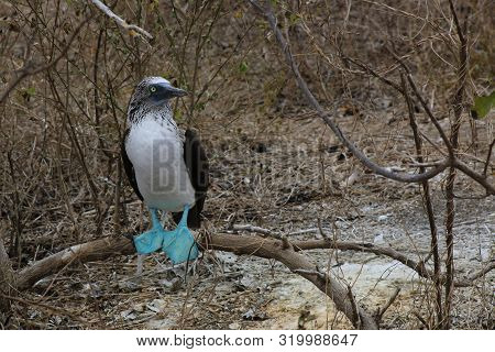 Blue Footed Booby Standing On A Branch Showing His Blue Feet