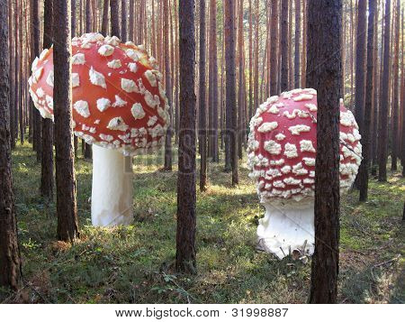 grzyby Karkonosze