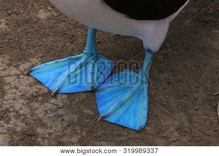 Close Up Of The Blue Feet From A Blue Footed Booby Showing The Feathers In Detail