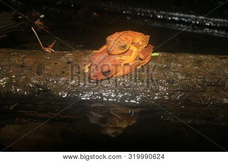 Two Brown Frogs Sleeping On Top Of Eachother And Mirrored In The Water