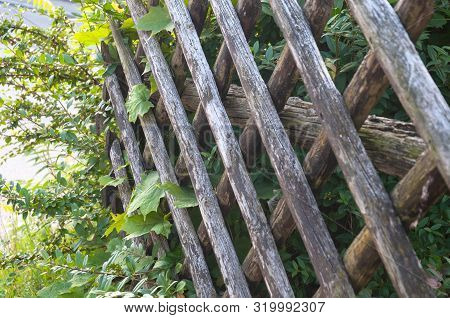 Side View To Rustic Trellis-work Fence Of Wooden Pickets Around A Garden