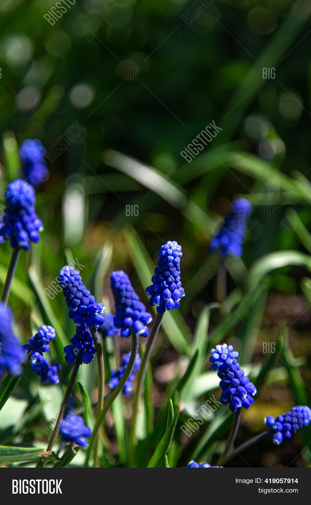 Beautiful Blue Spring Image & Photo (Free Trial) | Bigstock