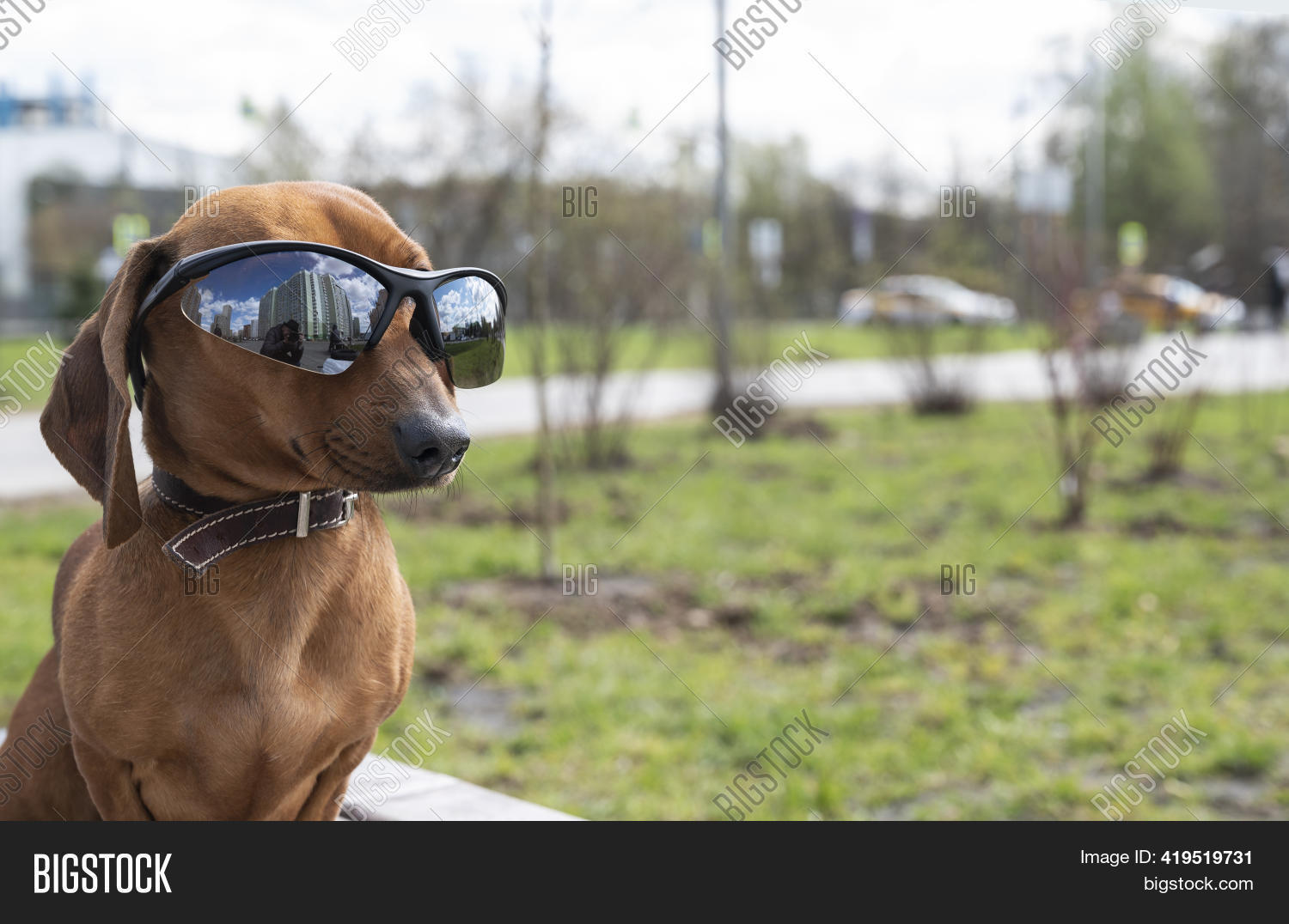 dachshund sunglasses