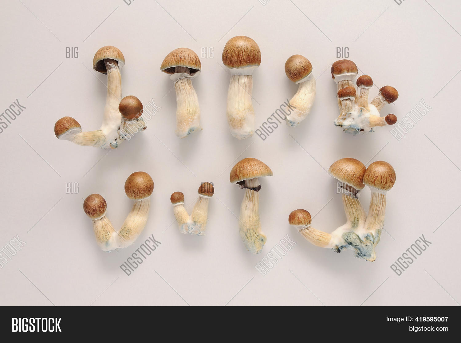 Psilocybe Cubensis Raw Image & Photo (Free Trial) | Bigstock