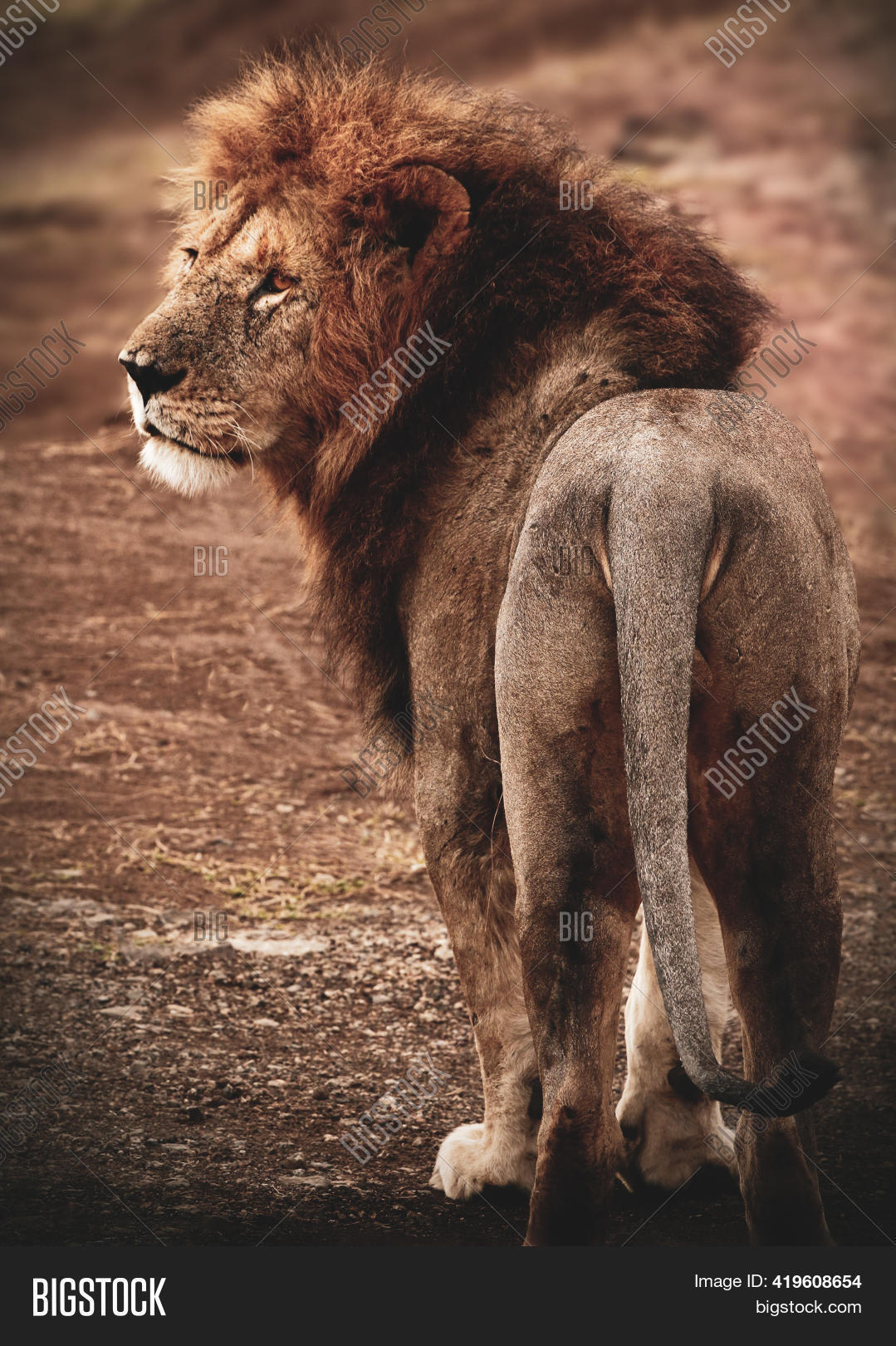 Lion King Jungle, Image & Photo (Free Trial) Bigstock