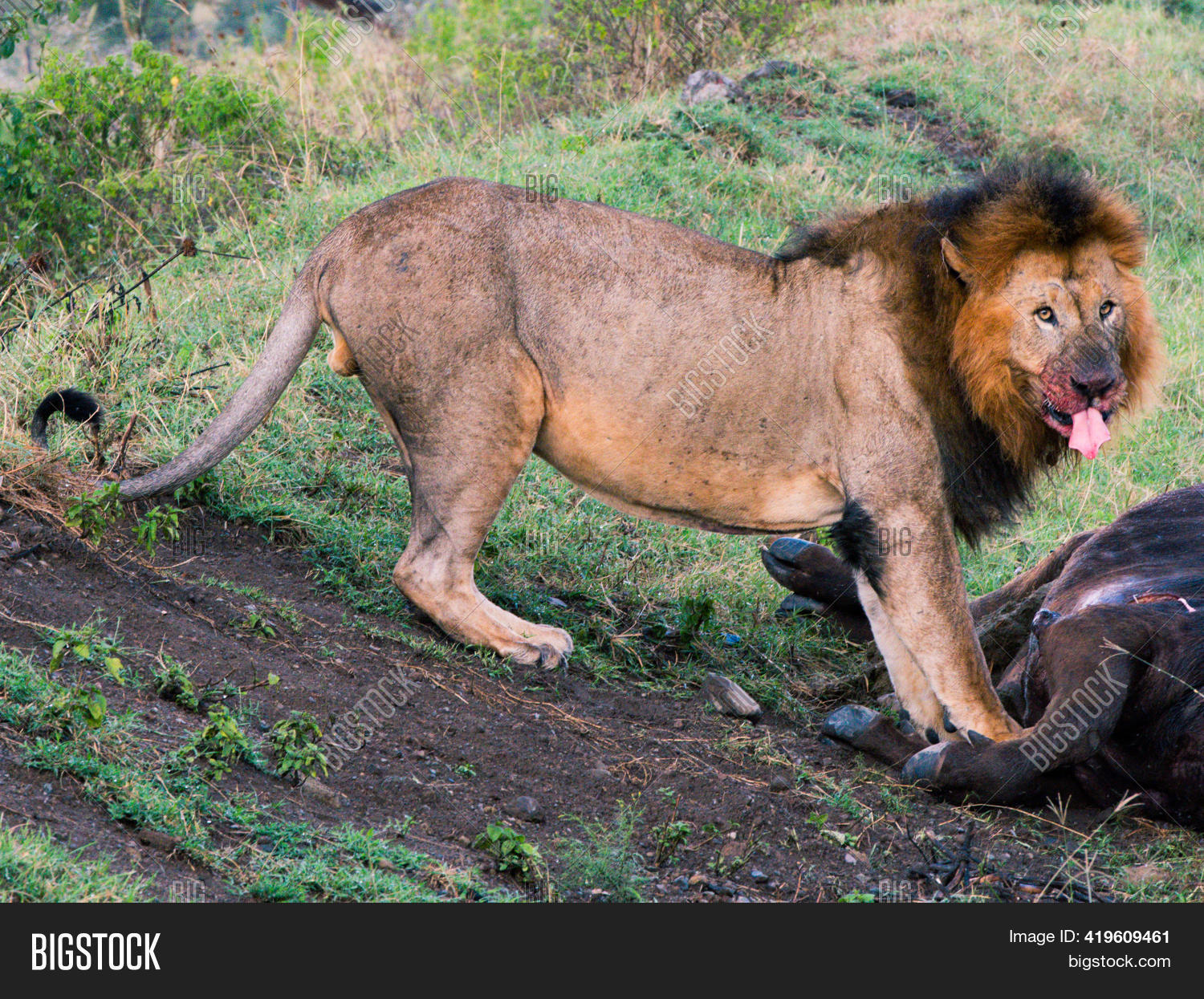 Lion King Jungle, Image & Photo (Free Trial) Bigstock