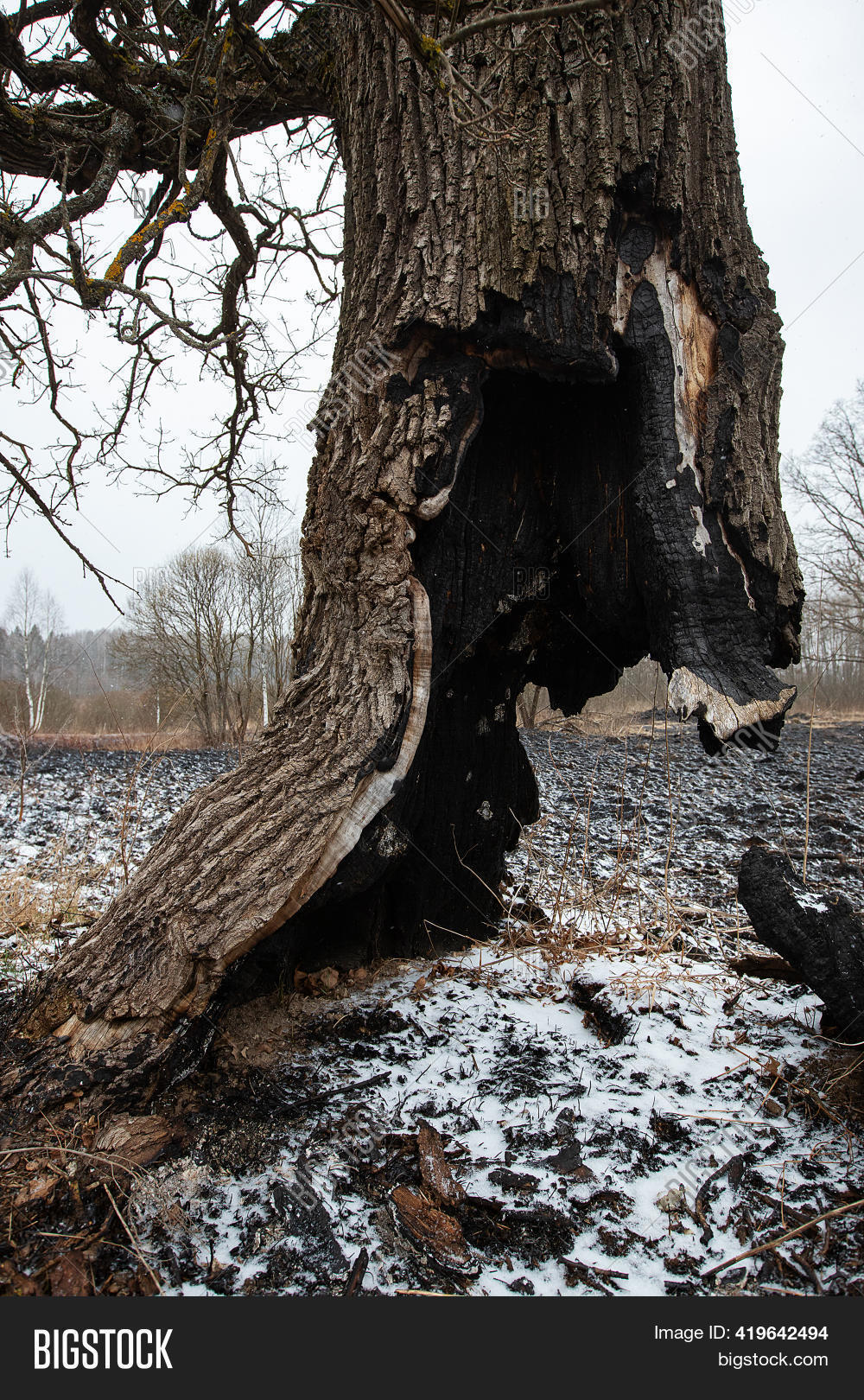 Lone Burned Tree Image & Photo (Free Trial) Bigstock