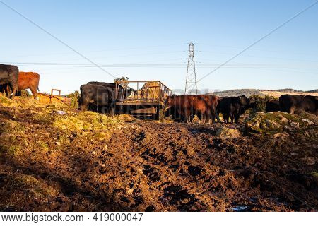 Soil Erosion As A Result Of Heavy Cattle Grazing At A Feedlot In A Scottish Field In Winter
