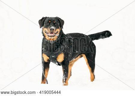Black Rottweiler Metzgerhund Dog In Snow During Winter Day. Dog Is Dressed In A Special Training Sui
