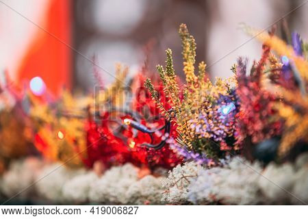 Bush Of Yellow And Red Colors Calluna Plants In Pots In Garden.