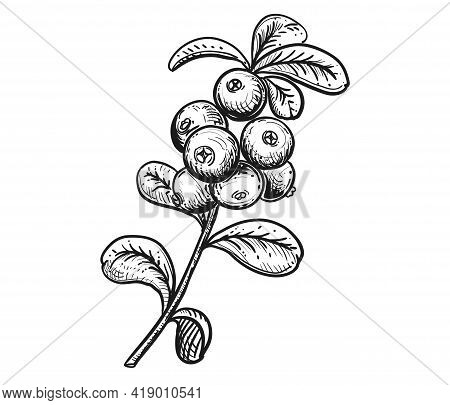 Hand Drawn Sketch Black And White Cranberry Branch, Fruit, Leaf. Vector Illustration. Elements In Gr