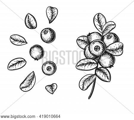 Hand Drawn Sketch Black And White Cranberry Branch, Fruit, Leaf. Vector Illustration. Elements In Gr