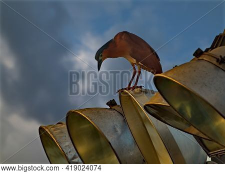 Malaysia. Semporna Fish Market. The Caledonian Croaker Watches For Fish Lost Or Discarded By Vendors