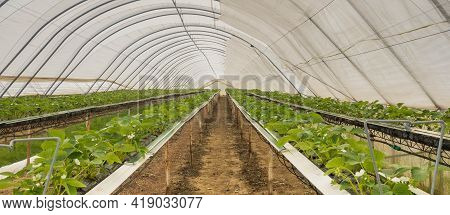 Crops Being Grown Inside A Poly Tunnel On Stands For Easy Harvesting
