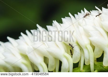 Bouquet White Dendrobium Secundum, Epidendroideae Flower With Ant Over Nature Background. Macro Bloo