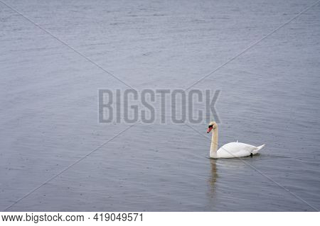 White Swan On The Baltic Sea Coast In Finland
