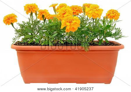 Tagetes květiny na balkon květináč
