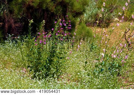 Chaparral Plants And Spring Wildflowers On A Lush Grassy Field Taken At A Chaparral Woodland In The 
