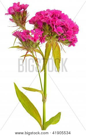 ダイアンサス Barbatus 花