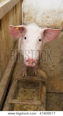 Porco em pé