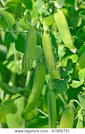 Los guisantes verdes
