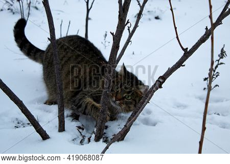 Tabby Cat Plays In The Bushes In Winter With One Paw