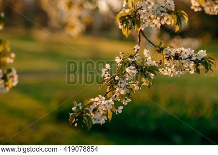 White Cherry Blossomed In The Park At Sunset