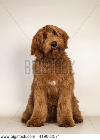 Handsome Male Apricot Or Red Australian Cobberdog Aka Labradoodle, Sitting Up Facing Front. Looking 
