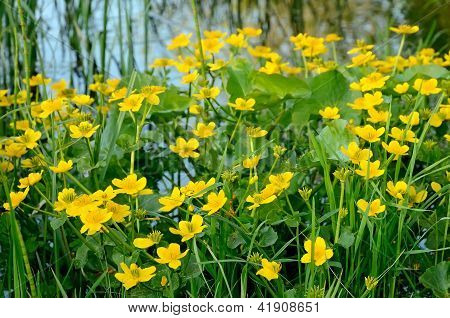 มาร์ชดาวเรือง (caltha Palustris)