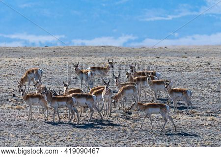 Migrating Pronghorn Antelope Adult In Prairie Grass