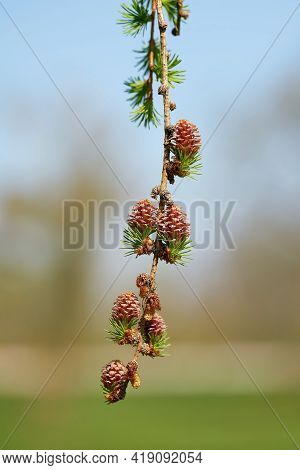 Young Female Cones Of A Japanese Larch (larix Kaempferi) In Spring In A Park Near Magdeburg In Germa