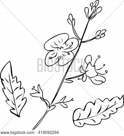 Vector Drawing Blooming Forget-me-not Branch And Leaves