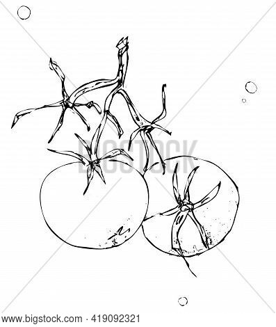 Vector Drawing Two Ripe Tomatoes On A Branch