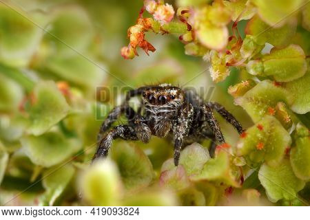 Jumping Spider Surrounded By The Nice Light Green Plant Foliage