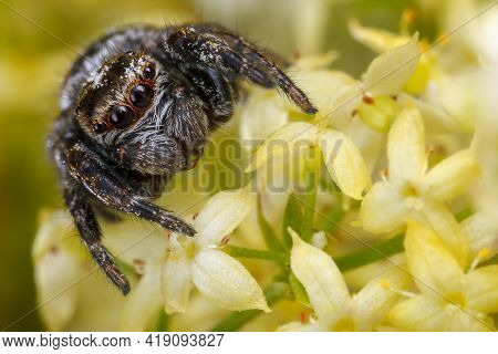 Jumping Spider Among The Many Yellow Flowers