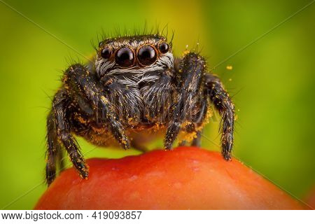 Jumping Spider Sticked With Yellow Pollen Sitting On The Orange Ashberry. Macro Photo