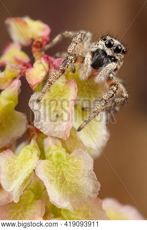 Jumping Spider On A Beautifully Shining Plant