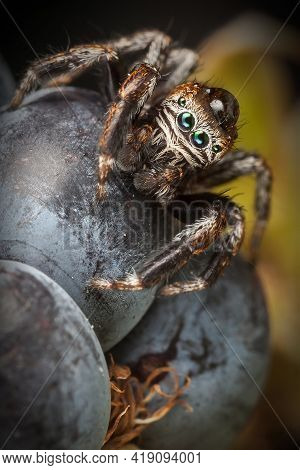 Jumping Spider On The Blackberry With A Large Drop Of Water On His Head