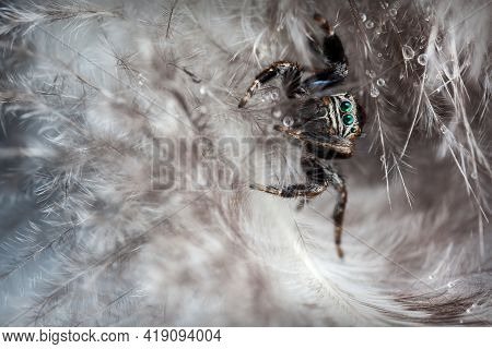Jumping Spider Playing With Water Droplets In Surrounded By Feathers